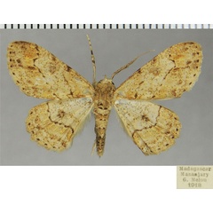 /filer/webapps/moths/media/images/I/insularum_Cleora_AM_ZSMa.jpg