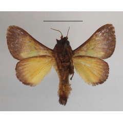 /filer/webapps/moths/media/images/D/divisa_Parasa_A_MGCLb_01.JPG