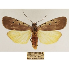 /filer/webapps/moths/media/images/O/ostentata_Sommeria_AF_TMSA_01.jpg