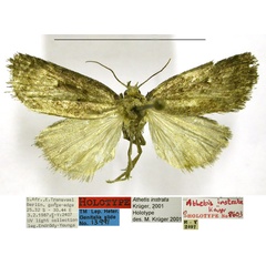 /filer/webapps/moths/media/images/I/instrata_Athetis_HT_TMSA.jpg