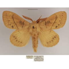 /filer/webapps/moths/media/images/R/rennei_Philotherma_AM_TMSA_02.jpg