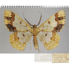 /filer/webapps/moths/media/images/L/labifera_Zamarada_AM_ZSMa.jpg