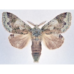 /filer/webapps/moths/media/images/P/platti_Desmeocraera_AM_NHMO.jpg