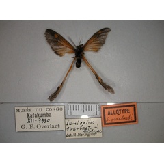 /filer/webapps/moths/media/images/O/overlaeti_Semioptila_AT_RMCA_02.jpg