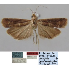 /filer/webapps/moths/media/images/G/germanosingidae_Ancylosis_HT_MNHN.jpg