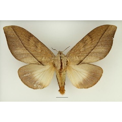 /filer/webapps/moths/media/images/I/imitans_Grellada_AF_Basquin.jpg