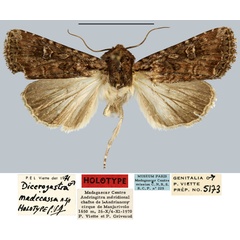 /filer/webapps/moths/media/images/M/madecassa_Dicerogastra_HT_MNHN.jpg