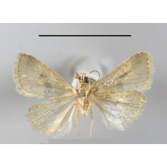 /filer/webapps/moths/media/images/K/kruegeri_Eublemma_A_MGCLb_01.JPG