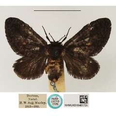 /filer/webapps/moths/media/images/F/fulvipunctata_Epipyrops_PLT_NHMUK.jpg