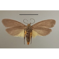 /filer/webapps/moths/media/images/R/rhomboidella_Ethmia_A_MGCLb_01.jpg