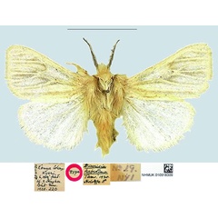 /filer/webapps/moths/media/images/H/habrotima_Diacrisia_HT_NHMUK.jpg