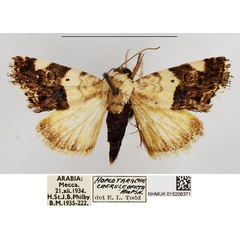/filer/webapps/moths/media/images/C/caeruleopicta_Acontia_AF_NHMUK.jpg