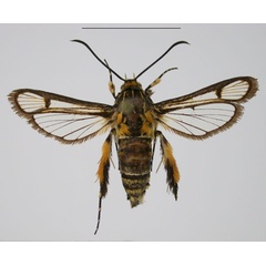 /filer/webapps/moths/media/images/M/marisa_Crinipus_AF_TMSA_01_i8wkp8H.jpg