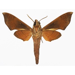 /filer/webapps/moths/media/images/F/funebris_Temnora_AM_Basquin_01b.jpg