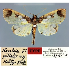 /filer/webapps/moths/media/images/G/guttalis_Nacoleia_HT_MNHN.jpg