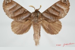 Cryptopacha porphyria
