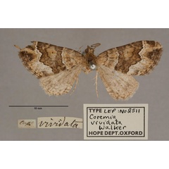 /filer/webapps/moths/media/images/V/vividata_Coremia_HT_OUMNH_01.jpg