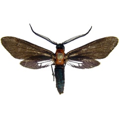 /filer/webapps/moths/media/images/S/styx_Saliunca_AM_MCJM.jpg