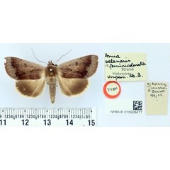 /filer/webapps/moths/media/images/F/feminicolorata_Anua_ST_BMNH.jpg