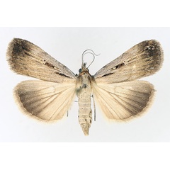 /filer/webapps/moths/media/images/E/exsiccata_Tathorynchus_AF_TMSA_02.jpg