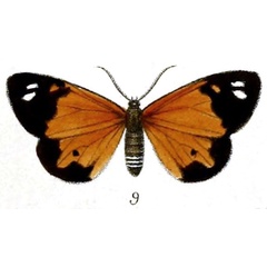 /filer/webapps/moths/media/images/C/cunaxa_Aletis_STF_Druce_55-9.jpg