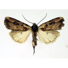 /filer/webapps/moths/media/images/A/annularis_Axylia_AM_Aulombard.jpg