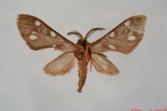 Pseudothyretes nigrita