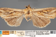 Mythimna inangulata