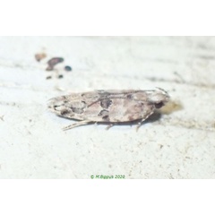 /filer/webapps/moths/media/images/T/tamarinda_Faristenia_AF_Bippus_02.jpg