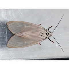 /filer/webapps/moths/media/images/P/phaedra_Amerila_AF_Grimm_02.jpg