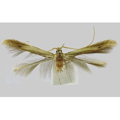 /filer/webapps/moths/media/images/S/schouteni_Coleophora_HT_Baldizzone.jpg
