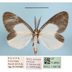 /filer/webapps/moths/media/images/H/hemixantha_Nyctemera_AM_MGCL_03.JPG