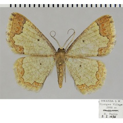 /filer/webapps/moths/media/images/F/flexura_Zamarada_AF_ZSM.jpg