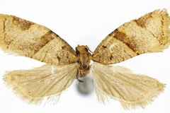 Orilesa haemyla