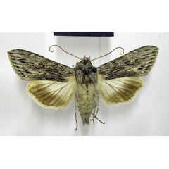 /filer/webapps/moths/media/images/T/terensis_Cucullia_AM_TMSA_04.jpg