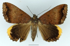 Leptamma flexuosa