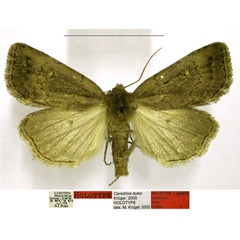 /filer/webapps/moths/media/images/D/dukei_Caradrina_HT_TMSA.jpg