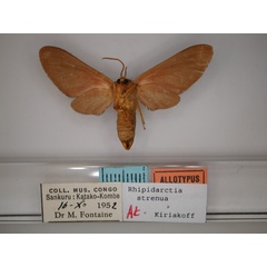 /filer/webapps/moths/media/images/S/strenua_Rhipidarctia_AT_RMCA_02.jpg