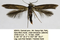 Scythris hanseni