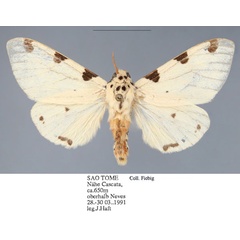 /filer/webapps/moths/media/images/T/thomensis_Disparctia_AM_Fiebig.jpg