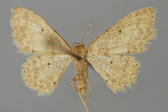 Idaea griveaudi