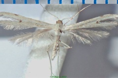 Hellinsia borbonicus