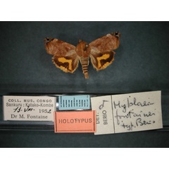 /filer/webapps/moths/media/images/F/fontainei_Hyblaea_HT_RMCA_01.jpg