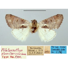 /filer/webapps/moths/media/images/P/plumitarsus_Polelassothys_HT_TMSA.jpg
