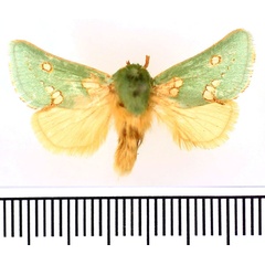 /filer/webapps/moths/media/images/C/connexa_Taeda_AM_BMNH.jpg