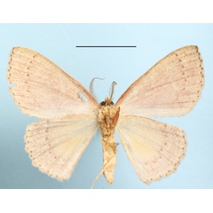 /filer/webapps/moths/media/images/L/leonaria_Cyclophora_A_MGCLb_01.jpg