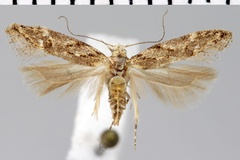 Athrips savannae