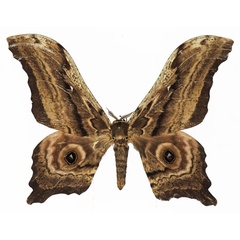 /filer/webapps/moths/media/images/N/nyansae_Athletes_AM_Basquina.jpg