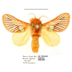 /filer/webapps/moths/media/images/K/kitale_Delorhachis_AM_BMNH_ja21mZt.jpg