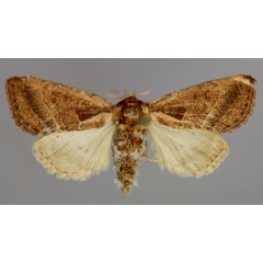 /filer/webapps/moths/media/images/T/tephragramma_Diparopsis_A_RMCA_01.jpg